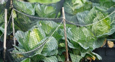 Jak můžete ošetřit čínské zelí od škůdců, abyste proti nim bojovali?